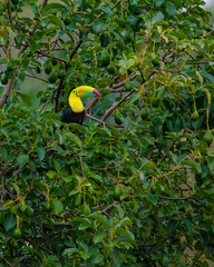Keel-billed toucan © Nick Hobgood