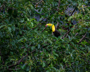 Keel-billed toucan © Nick Hobgood
