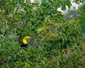 Keel-billed toucan © Nick Hobgood