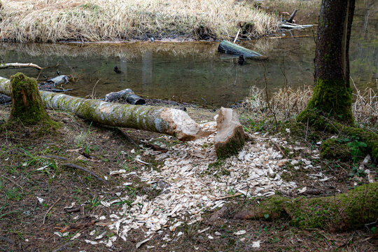 photo of a beaver gnawed tree, beaver habitat by the water, early spring