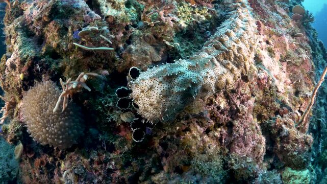 Black-Spotted Sea Cucumber Pearsonothuria graeffei Crawling Across Colorful Tropical Coral Reef in the Philippines