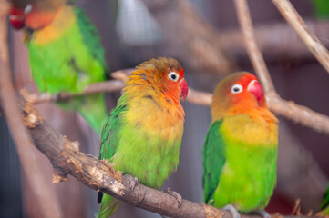 Obraz premium Brightly colored Fischer's lovebirds perch on branches in an aviary.