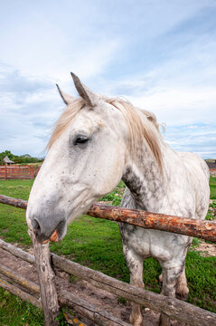 A white domestic horse near a wooden fence on Kudykina Mountain