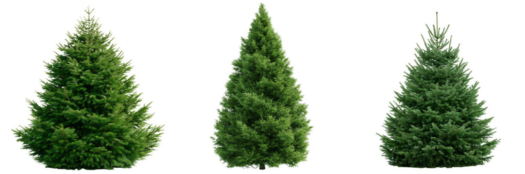 Set of a lush green tree resembles a  similar conifer commonly used as a Christmas tree on transparent png background. Ai generated
