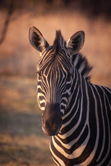 zebra in zoo © Bernice