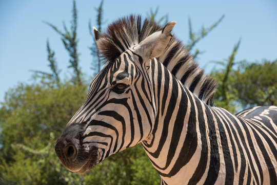 Close up portrait of a zebra with distinctive black and white stripes in South Africa