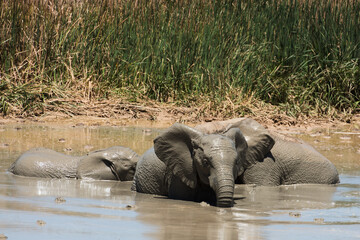 African elephants mud bathing together at a waterhole in Addo Elephant National Park, South Africa © Jane Allan