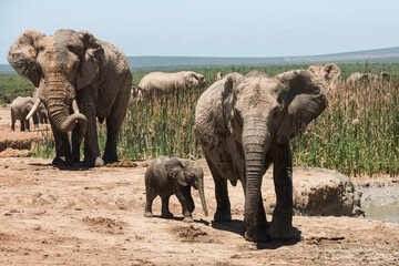African elephant with calf and herd at a waterhole in Addo Elephant National Park, South Africa © Jane Allan