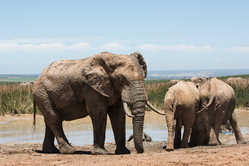 Large tusked African elephant with herd beside a waterhole in Addo Elephant National Park, South Africa © Jane Allan