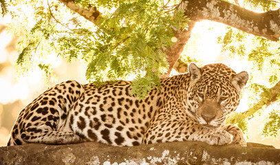 jaguar on tree © Agata Carr