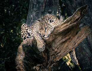 jaguar on tree © Agatha Carr
