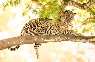 jaguar on tree © Agata Carr