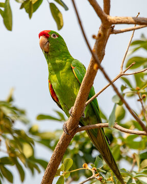 Crimson-fronted parakeet