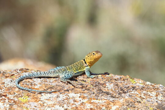 lizard on the rock