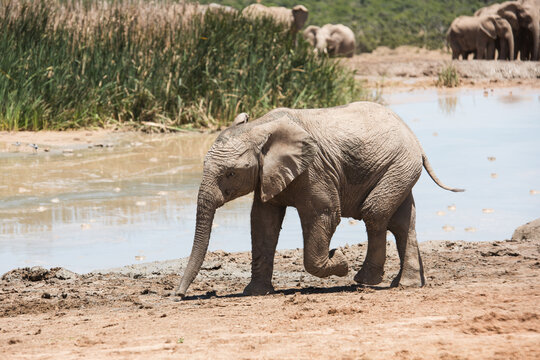 Young African elephant walking beside a waterhole in South Africa