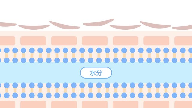 セラミド減少による肌のうるおい減少とバリア機能低下を示す肌断面図の動画