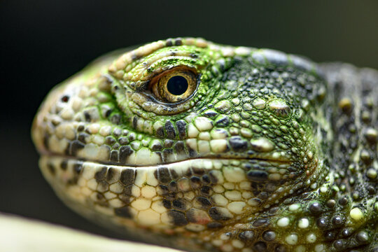 Green lizard close up showing detailed scales and eye
