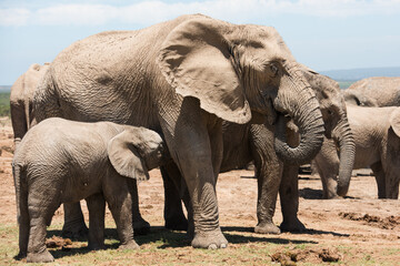 African elephant calf suckling from its mother in a family herd in South Africa © Jane Allan