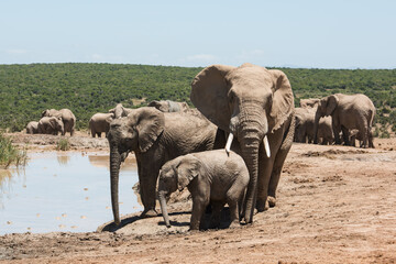 African elephant herd with calf gathered beside a waterhole in South Africa © Jane Allan