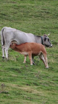 Ternero mamando de una vaca de raza Bruna dels Pirineus en Andorra, v&iacute;deo vertical