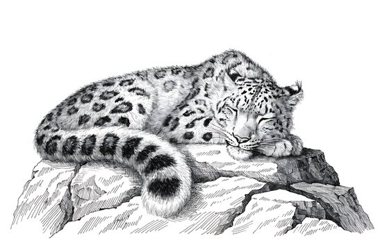 Resting snow leopard on rocky surface