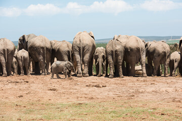 Large African elephant herd with calves gathered together in Addo Elephant National Park © Jane Allan