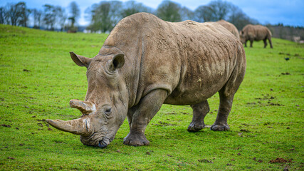 White rhinoceros grazing on green grass © Andreea