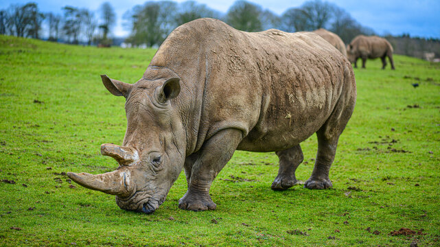 White rhinoceros grazing on green grass