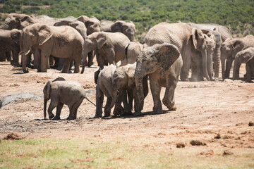 Young African elephants standing together in front of a large herd at Addo Elephant National Park © Jane Allan