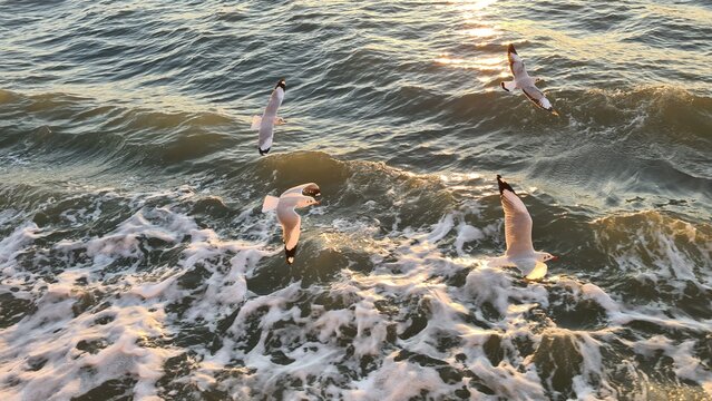 Scenic photograph capturing multiple seagulls flying gracefully over the choppy sea waves at sunset