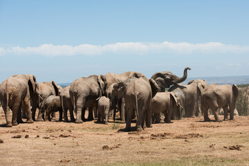 African elephant herd with adults and calves gathered together under a blue sky © Jane Allan