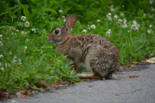 conejo