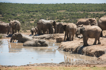 African elephant herd bathing and gathering at a muddy waterhole in Addo Elephant National Park © Jane Allan