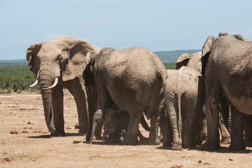 African elephant herd with calves gathered on dry ground in Addo Elephant National Park © Jane Allan