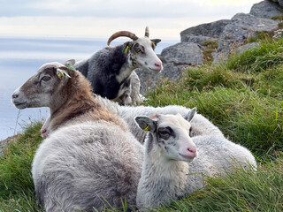 Portrait of horned Norwegian sheep on a cliff top above the sea © versus_cz