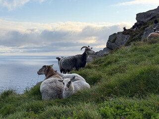 Sheep among rocks on a cliff top at dusk, Runde island, Norway © versus_cz