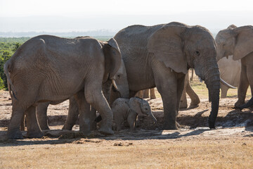 African elephants dust bathing with a young calf at a dry waterhole in Addo Elephant National Park, South Africa © Jane Allan
