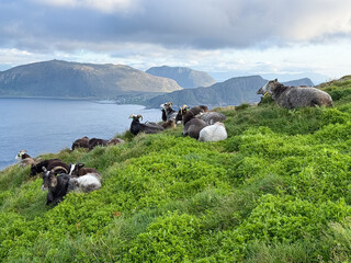 Flock of horned sheep resting above the sea on Runde island © versus_cz