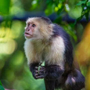 Capuchin monkey