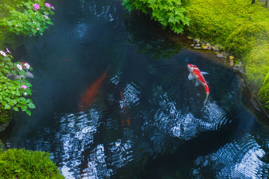 Colorful fancy carp fish (koi fish) in a garden pond in Japan,nishikigoi or orange carp.