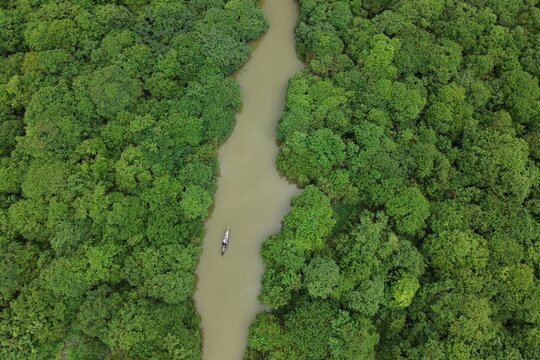 Aerial view of a traditional boat travelling through the lush green canopy and narrow waterways of Ratargul Swamp Forest, Sylhet, Bangladesh.