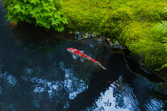 Colorful fancy carp fish (koi fish) in a garden pond in Japan,nishikigoi or orange carp.