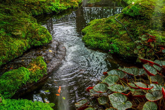 Tranquil river scene with mossy rocks and morning mist in forest,dreamlike atmosphere in the woods,waterfall in nature rainforest concept.