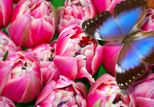 A bright, colorful blue tropical Morpho butterfly on pink tulips.