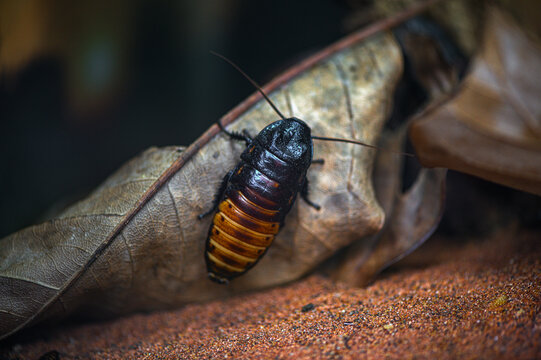 Madagascar hissing cockroach resting on a dry leaf