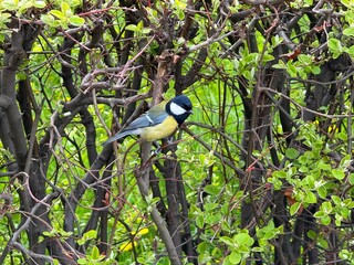 Parus major great tit bird on the bush. © OLENA LIALINA
