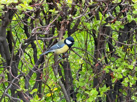 Parus major great tit bird on the bush.