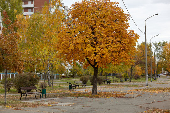 Golden Autumn Horse Chestnut Tree and Benches in City Park Alley