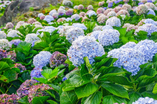 Hydrangea flower blooming in flower garden, Hydrangea macrophylla,purple and blue hydrangea bush a in full bloom.