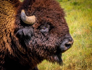 american bison buffalo © Robert